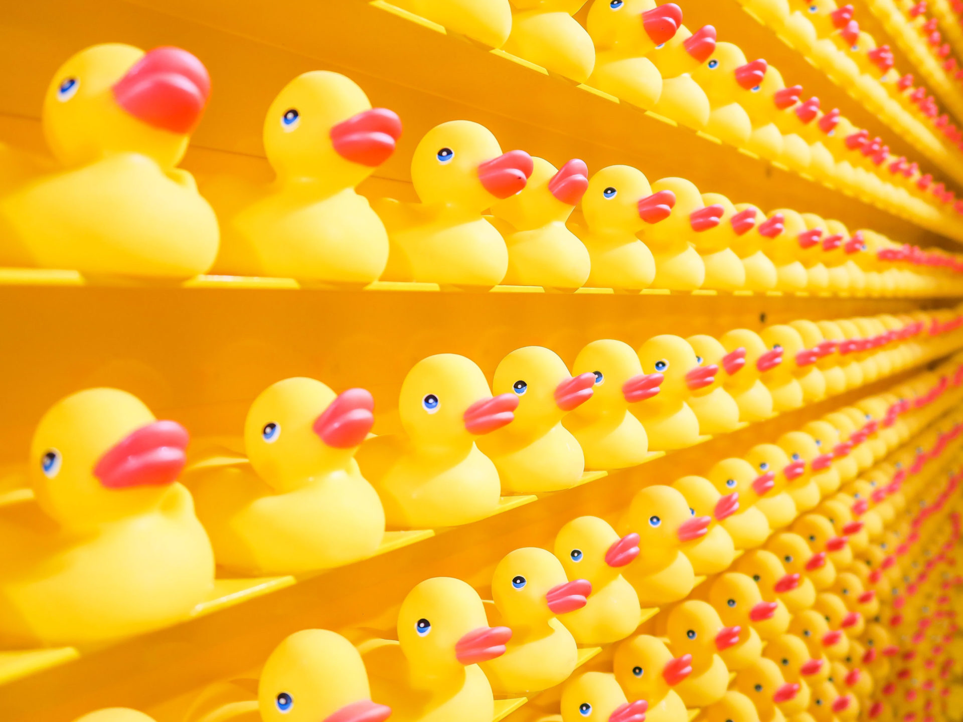 Yellow shelves upon yellow shelves of yellow rubber ducks with red bills